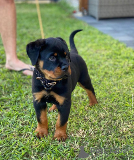 Photo №1. rottweiler - à vendre en ville de Zürich | 400€ | Annonce №99382