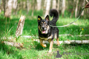 Photo №2 de l'annonce № 105981 de la vente chien bâtard - acheter à Fédération de Russie annonce privée