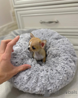 Photo №1. chihuahua - à vendre en ville de Alabama | 574€ | Annonce №149235