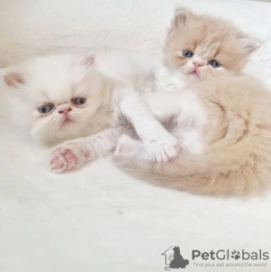 Photo №3. Dernier chaton persan disponible. GCCF/enregistré. USA