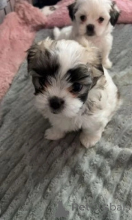 Photo №4. Je vais vendre chien bâtard en ville de Innsbruck. éleveur - prix - 305€