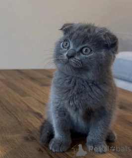 Photo №1. scottish fold - à vendre en ville de Kalisz | 350€ | Annonce № 178693
