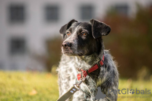 Photo №2 de l'annonce № 27815 de la vente chien bâtard - acheter à Fédération de Russie annonce privée