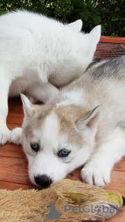 Photo №3. Chiots Husky Sibérien aux yeux bleus disponibles à la vente maintenant. Allemagne