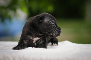 Photo №3. Charmants chiots Cane Corso. Ukraine