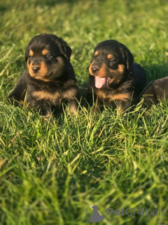 Photo №2 de l'annonce № 139739 de la vente  - acheter à USA éleveur