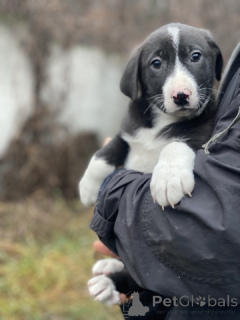 Photo №3. De charmantes petites sœurs recherchent un foyer !. Fédération de Russie