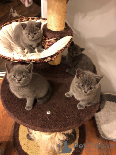 Photo №1. british shorthair - à vendre en ville de Berlin | 300€ | Annonce № 123353