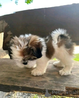 Photo №1. shih tzu - à vendre en ville de Киль | négocié | Annonce №140516