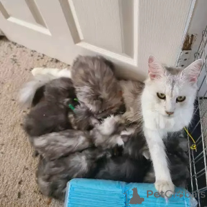 Photo №2 de l'annonce № 167247 de la vente maine coon - acheter à Allemagne 