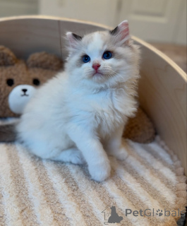 Photo №1. ragdoll - à vendre en ville de Amérique | négocié | Annonce № 156961