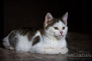 Photos supplémentaires: Adorables chatons en cadeau