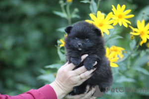 Photo №2 de l'annonce № 174026 de la vente spitz nain - acheter à Biélorussie annonce privée