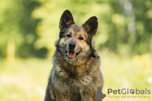 Photo №2 de l'annonce № 60170 de la vente chien bâtard - acheter à Fédération de Russie annonce privée