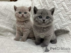 Photo №1. british shorthair - à vendre en ville de Reykjavík | 300€ | Annonce № 57201