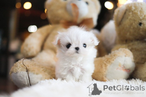 Photo №3. Dean Janet Kay Puppies House. USA