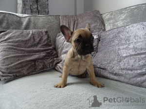 Photo №4. Je vais vendre bouledogue en ville de Erding. annonce privée, éleveur - prix - 400€