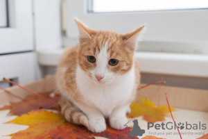 Photos supplémentaires: Beau chaton garçon rouge et blanc Pinky.