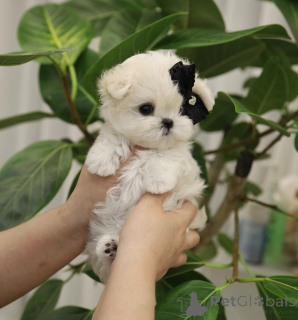 Photo №2 de l'annonce № 162887 de la vente  - acheter à Australie 