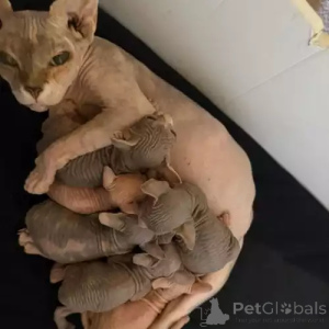 Photo №1. donskoy - à vendre en ville de Essinggen | 380€ | Annonce № 167259