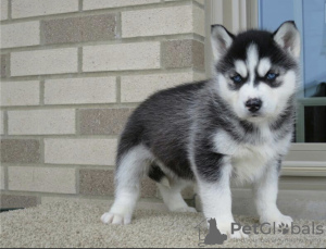 Photo №1. husky de sibérie - à vendre en ville de Manzini | négocié | Annonce №42811