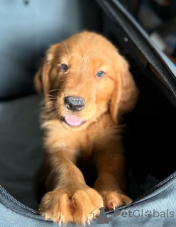 Photo №2 de l'annonce № 160905 de la vente golden retriever - acheter à Belgique annonce privée, éleveur