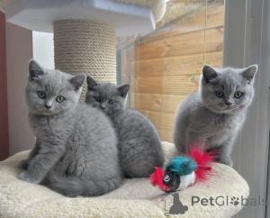 Photo №1. british shorthair - à vendre en ville de Berchtesgaden | négocié | Annonce № 168878