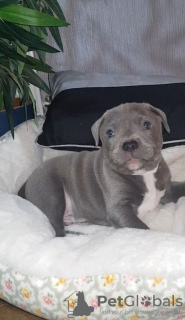 Photo №1. staffordshire bull terrier - à vendre en ville de Гамбург | 250€ | Annonce №124491