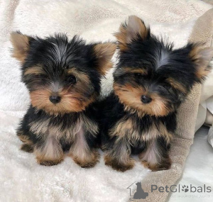 Photo №4. Je vais vendre yorkshire terrier en ville de Гамбург.  - prix - négocié