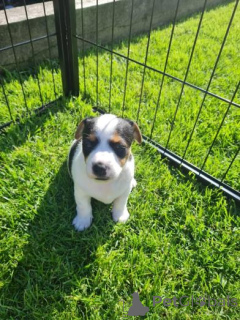 Photo №2 de l'annonce № 159986 de la vente jack russell terrier - acheter à Lituanie annonce privée