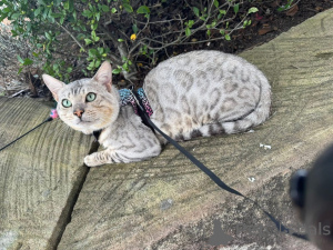 Photo №1. bengal - à vendre en ville de Düsseldorf | 750€ | Annonce № 152548