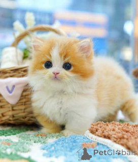 Photo №1. munchkin - à vendre en ville de Berlin | 500€ | Annonce № 174488