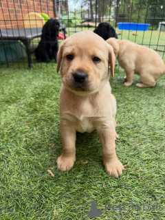 Photo №3. Chiots Chunky & Sweet de Yellow Labs anglais disponibles maintenant. Allemagne