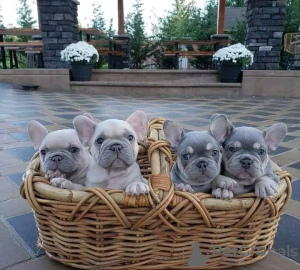 Photo №2 de l'annonce № 118420 de la vente bouledogue - acheter à La finlande annonce privée, éleveur