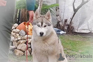 Photo №4. Je vais vendre husky de sibérie en ville de Ruma.  - prix - négocié