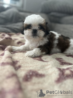 Photo №1. shih tzu - à vendre en ville de Berchtesgaden | 300€ | Annonce №103514