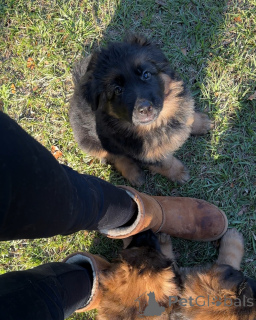 Photo №4. Je vais vendre chien bâtard en ville de Bad Wildungen. annonce privée - prix - négocié
