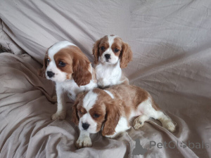 Photo №1. cavalier king charles spaniel - à vendre en ville de Anvers | négocié | Annonce №169655