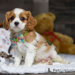 Photo №2 de l'annonce № 159555 de la vente cavalier king charles spaniel - acheter à La croatie annonce privée