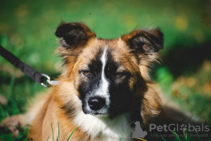 Photo №2 de l'annonce № 121574 de la vente chien bâtard - acheter à Fédération de Russie annonce privée