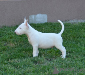 Photos supplémentaires: chiots bull terrier a vendre