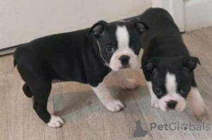 Photo №1. terrier de boston - à vendre en ville de Limont | négocié | Annonce №175502