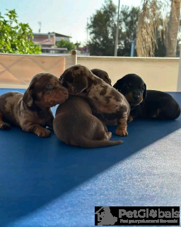 Photo №3. Puppy de teckel vacciné à vendre! Êtes-vous prêt à ajouter un compagnon adorable. Italie