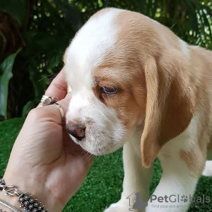 Photo №3. chiots beagle regardant. Allemagne