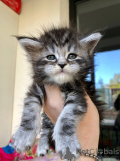 Photos supplémentaires: Chaton Maine Coon à adopter