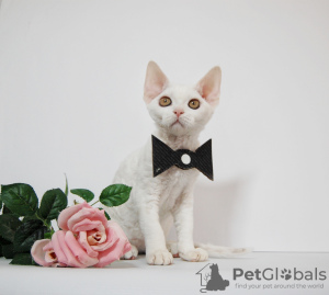 Photo №4. Je vais vendre devon rex en ville de New york. éleveur - prix - 1704€