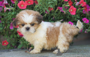 Photo №1. shih tzu - à vendre en ville de Berlin | Gratuit | Annonce №97825