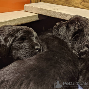 Photos supplémentaires: Vente de chiots