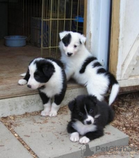 Photo №1. border collie - à vendre en ville de Region Hannover | 213€ | Annonce №129741