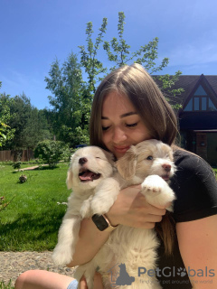 Photo №3. Maltipu f1 et mini. Fédération de Russie